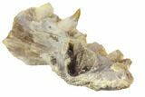 Fossil Fish (Ichthyodectes?) Jaw Section - Kansas #144149-7